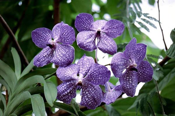 Hoa lan vanda loài hoa đẹp nhất  Việt Nam